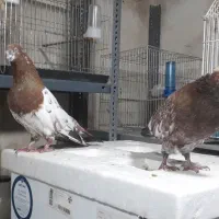 کله تاپ جفت|پرنده|اهواز, کوی صنایع|دیوار