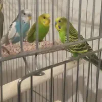 مرغ عشق|پرنده|آبادان, |دیوار