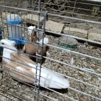 جفت شازده زرد