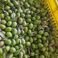 استخدام همکار خانوم جهت بسته بندی زیتون