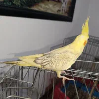 جوجه عروس هلندی 3 ماهه|پرنده|کرج, حصارک بالا|دیوار