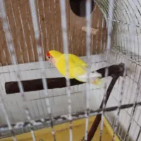 دو جفت کوتوله برزیلی رنگ خاص