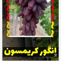 ریش|حراج|میاندوآب, |دیوار