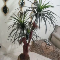 نخل سوزنی اریکا کاملا سالم و نو|گل مصنوعی|تهران, شهمیرزادی|دیوار