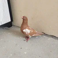 کبوتر میلیمنز