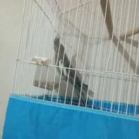 130000000|پرنده|سی‌سخت, |دیوار