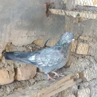 کبوتر پرشی|پرنده|اصفهان, گرکان|دیوار