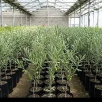 نهال های با کیفیت و اصلاح شده|خدمات باغبانی و درختکاری|همدان, |دیوار