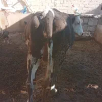 گاو سیمیتال|حیوانات مزرعه|ملکان, |دیوار