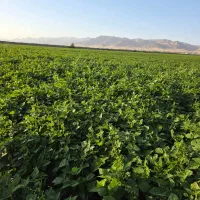 کاه لوبیا چیتی
