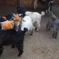شش عدد کهره نر و ماده