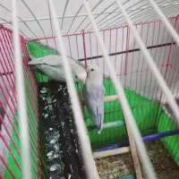 سگ کوتوله معاوضه باعروس|سگ|یزد, |دیوار