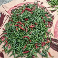 فلفل تند و شیرین