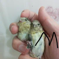 جوجه سهره قناری نرمه خور وسرلاکی