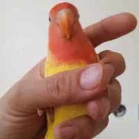 طوطی کوتوله برزیلی|پرنده|تهران, خاوران|دیوار