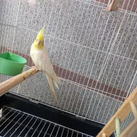 ۲عدد عروس هلندی نر