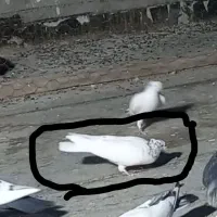 شب بالا مونده|پرنده|آران و بیدگل, |دیوار