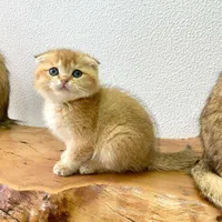 فروشگاه گربهها ( پرشین / بریتیش / اسکاتیش )|گربه|شیراز, ارم|دیوار