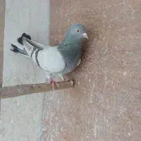 کفتر درجه یک