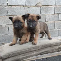 مالینویز بلژین