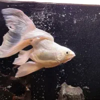 کوی شورت بادی|ماهی|تهران, امیریه|دیوار