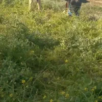 گاو شیر دار