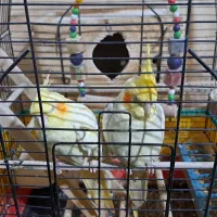 جغت عروس هلندی تخم گذارتوافقی