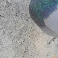 کبوتر اصفهانی نر پر|پرنده|خمینیشهر, |دیوار
