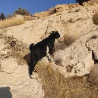 کهره سرحال چاق|حیوانات مزرعه|بهبهان, |دیوار