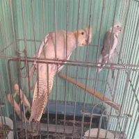 عروس هلندی