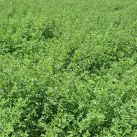 کاه یونجه فروشی