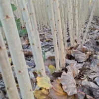 نهالستان میانداب|خدمات باغبانی و درختکاری|کاشان, کوی اداره گاز|دیوار