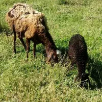 میش بره