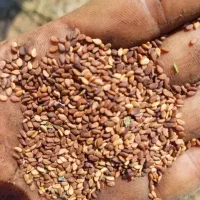 کنجد درجه ۱ ایرانی|خوردنی و آشامیدنی|اصفهان, شهرک گل نرگس|دیوار