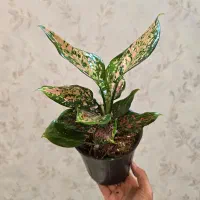 فروش انواع گل آپارتمانی(خانگی) قیمت مناسب|گل و گیاه طبیعی|اصفهان, خرم|دیوار