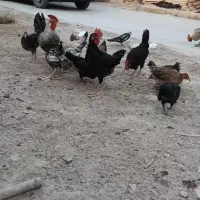 شادگان|پرنده|شادگان, |دیوار
