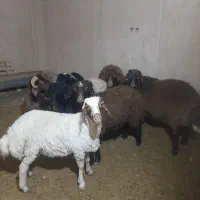 بره نر افشاری ۵ عدد
