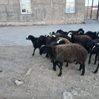 بره نر ماده دشتی