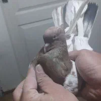 کبوتر طلا کله سرور یا سینه ی سوقدیم