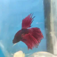 ماهی و آکواریوم کاسپین|ماهی|اردبیل, |دیوار