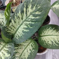 گلفروشی انلاین