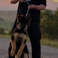 سگ ژرمن کینگ سایز سه ماه