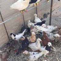 کبوتر
