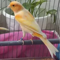 قناری نر پرتقالی کشیده عروسک قرص بخون بشرط