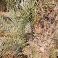 فروش 60نفر(عدد) فسیل(پاجوش) نخل کلوته|گل و گیاه طبیعی|کهنوج, |دیوار