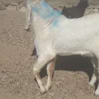 چبش پاکستانی|حیوانات مزرعه|مود, |دیوار