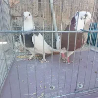 ماده طوقی|پرنده|ماهان, |دیوار