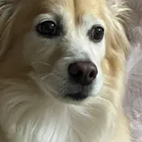 اشپیتزپامر روباهی|سگ|فولادشهر, فولادشهر|دیوار