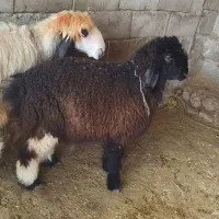 بره|حیوانات مزرعه|گتوند, |دیوار