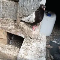 کبتوتر